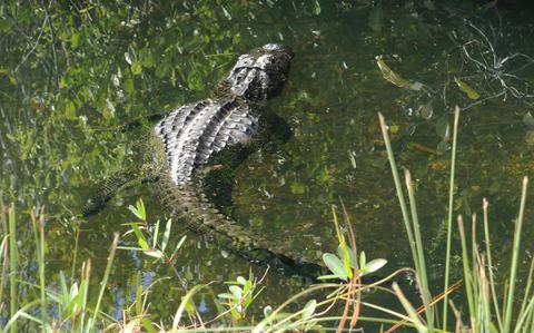 Alligators take center stage at Florida's Everglades National Park